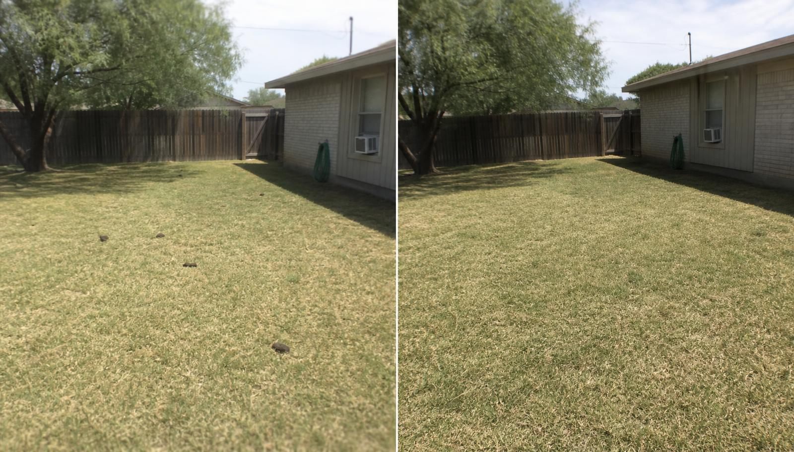Before and after of a McAllen backyard: left side shows dog waste on St. Augustine grass, right side shows the same yard clean and fresh after POO OPS RGV service